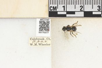 Media type: image;   Entomology 770377 Aspect: Labels